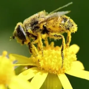 Pollen