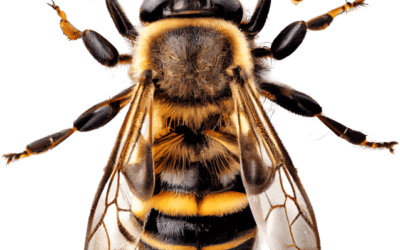 Introduction of Honey Bees