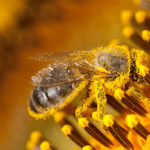 Pollen