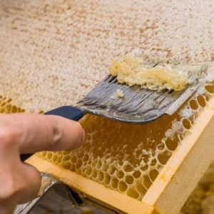 Honey Extractor