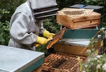 How Much Space Do You Need For A Beehive?