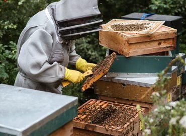 How Much Space Do You Need For A Beehive?